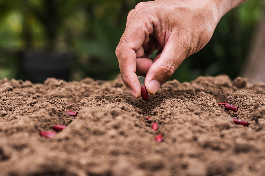 SEED